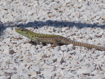 High angle view of lizard on gravels