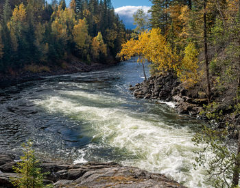 Stream flowing in forest during autumn