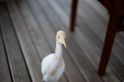 Close-up of a bird