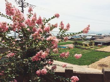 Low angle view of pink flowers blooming on tree