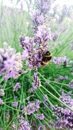 Close-up of honey bee on flower