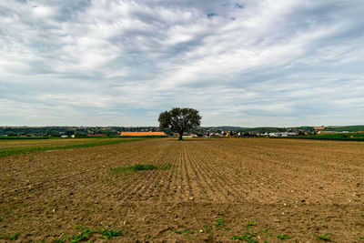 Scenic view of agricultural field against sky