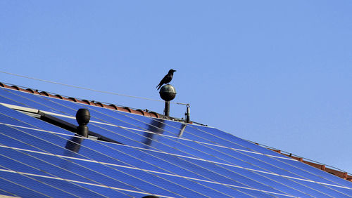 Low angle view of birds on roof against clear blue sky