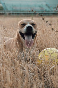 Close-up of dog sticking out tongue on land