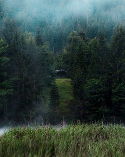 Trees in forest