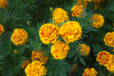 Close-up of yellow flowers