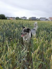 Dog on field