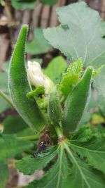 Close-up of insect on plant