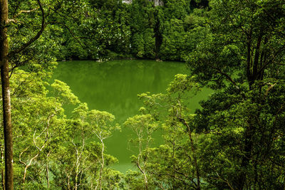 Scenic view of lake in forest