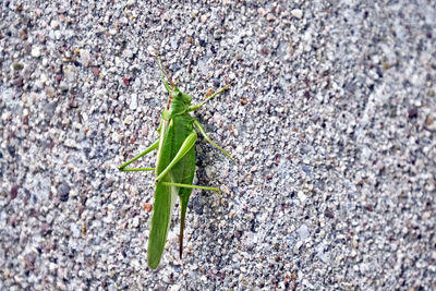 High angle view of insect on leaf