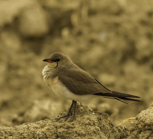 Close-up of bird perching outdoors