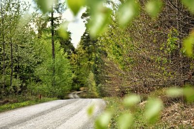 Road amidst trees in forest