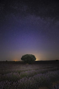 Milkyway over lavander fields