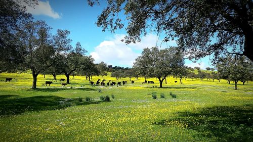 Scenic view of landscape against sky