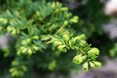 plant