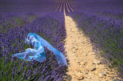 Purple flowers on field by water on land