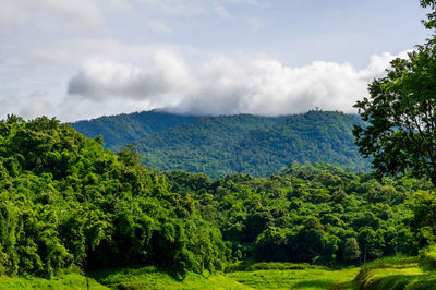 Scenic view of forest against sky