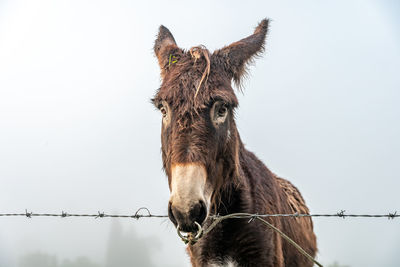 Close-up of horse against clear sky