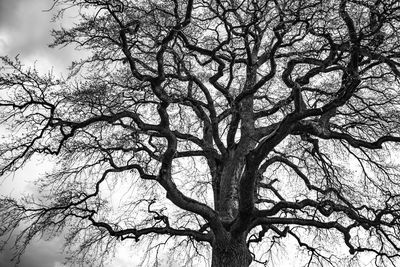 Low angle view of bare tree against sky