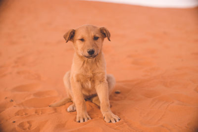 Portrait of dog sitting on sand