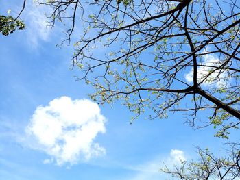 Low angle view of flowering tree against blue sky