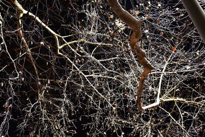 Low angle view of bare trees against the sky