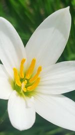 Close-up of white flower