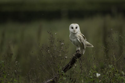 Close-up of bird perching outdoors