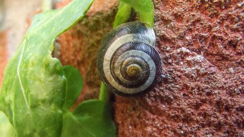 Close-up of snail on leaf