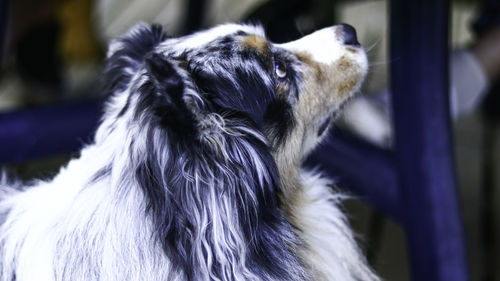 Close-up of dog looking away