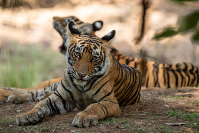 Tiger in a zoo