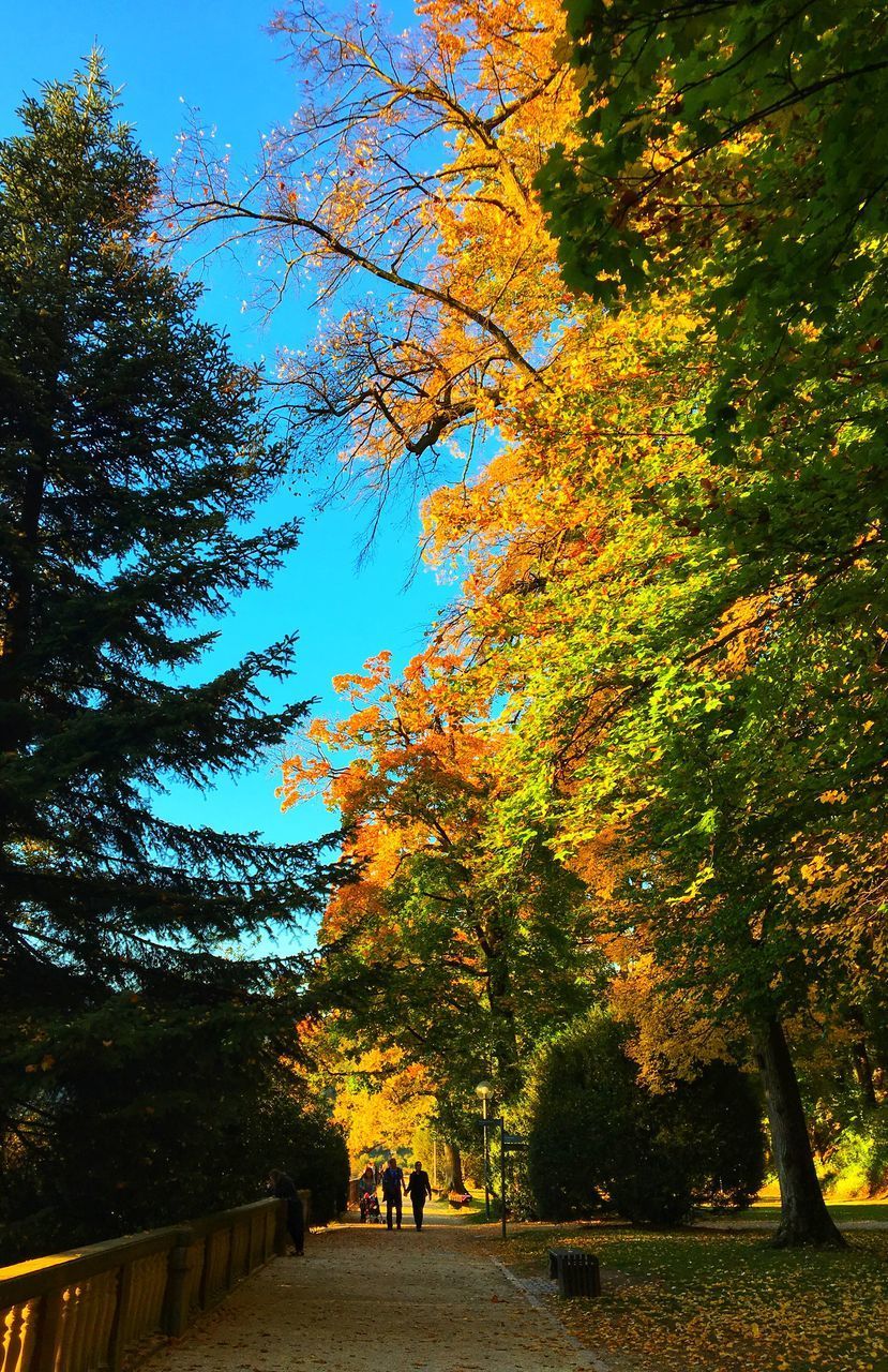 PEOPLE WALKING ON AUTUMN TREE