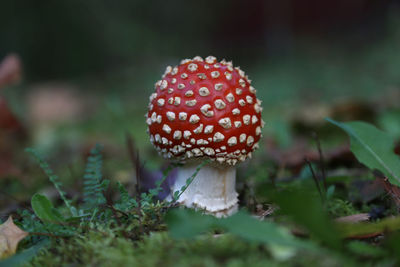 Close-up of fly agaric mushroom