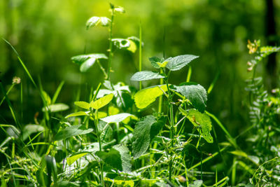 Close-up of flowering plant on land