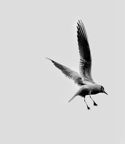 Low angle view of bird flying against clear sky