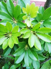 Close-up of green plant
