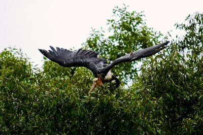 Low angle view of eagle flying against clear sky