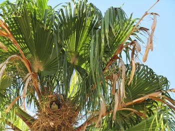 Low angle view of palm tree against sky