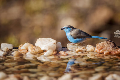 Close-up of bird perching on rock