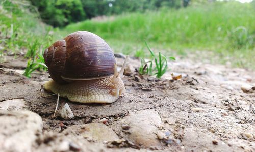 Close-up of snail on ground