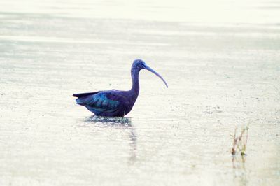 Close-up of bird in lake