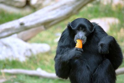 Close-up of black monkey eating food