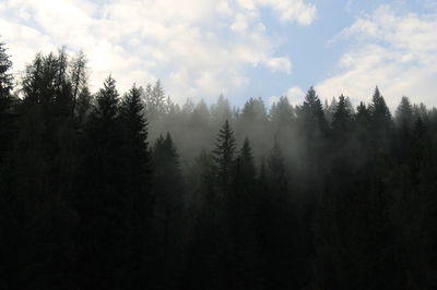Trees in forest against sky