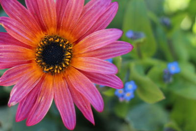 Close-up of pink flower