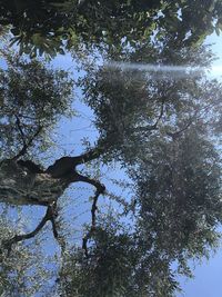 Low angle view of trees against clear sky