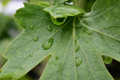 Close-up of green leaves