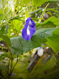 plant