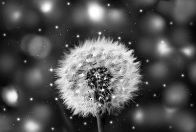 Close-up of dandelion against blurred background