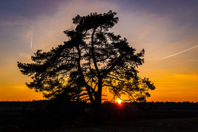 Silhouette tree on field against sky during sunset