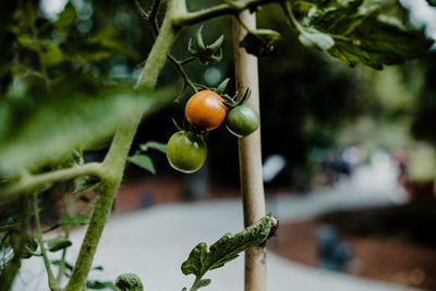 Close-up of fruits on tree